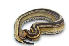 Female Super Striped Borneo Short Tailed Python 2