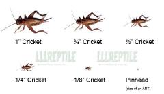 500 Crickets