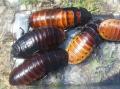 Madagascar Hissing Roaches Mixed Sizes